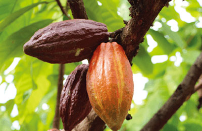 大東カカオ Daito Cacao 私たちの強み